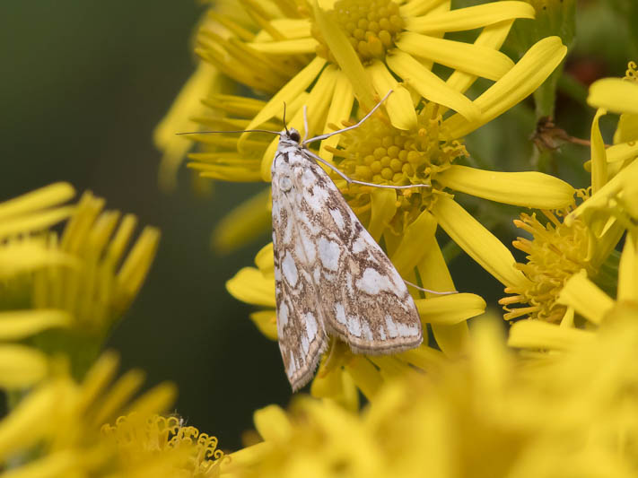 Elophila nymphaeata.jpg